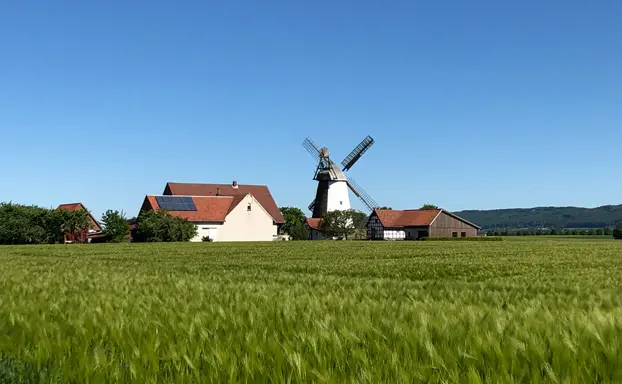 windmuehle-im-kornfeld-622px